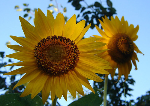 sky flower water yellow drops sunflower