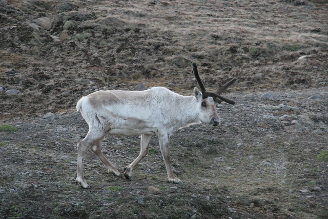 Icelandic Reindeer | Flickr - Photo Sharing!