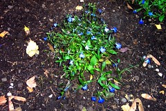 cute groundcover 
