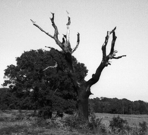 ranch trees blackandwhite bw tree monochrome rural 35mm landscape geotagged texas tx deadtree deadtrees copyrightwickdartsdesign wickdartsdesign wickdarts ericwaisman