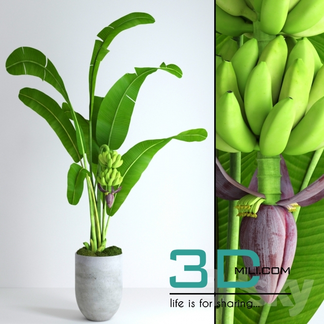 265 Banana Tree With Moss 3dsmax Model Free Download 3dmili 2020