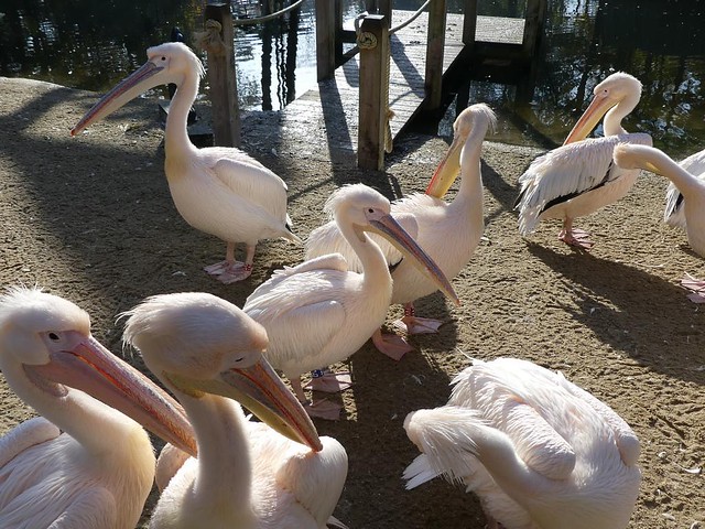 Pelikan, Ouwehands Dierenpark, Rhenen