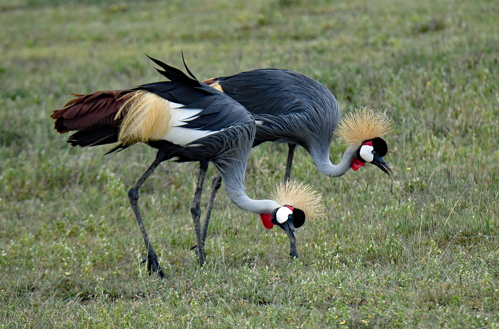 Grey crowned cranes