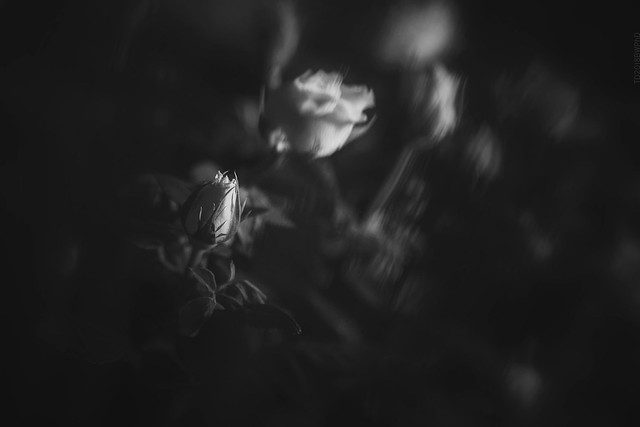2018.03.18_077/365 - Sadness in the Darkness