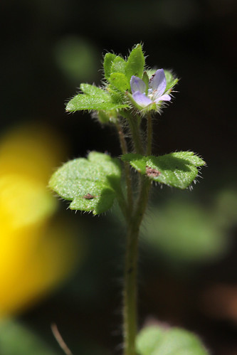 Ivy-leaved Speedwell Veronica hederifolia