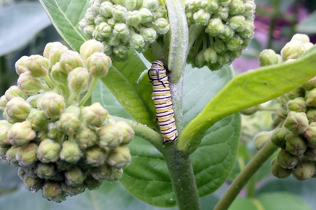 Caterpillar recovering from a hailstorm, facing upward on a milkweed stem, its antennae slicked back.
