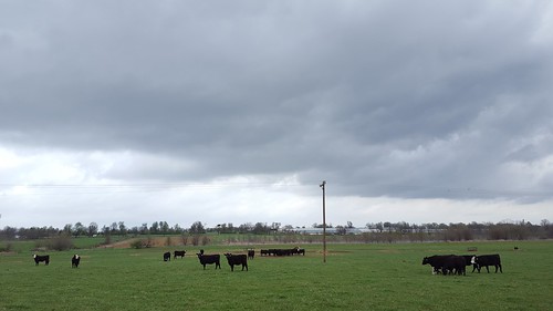Rain clouds over pasture