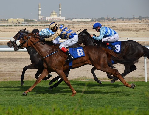 Meeting No. 934 at Rashid Equestrian and Horse Racing Club, Bahrain.