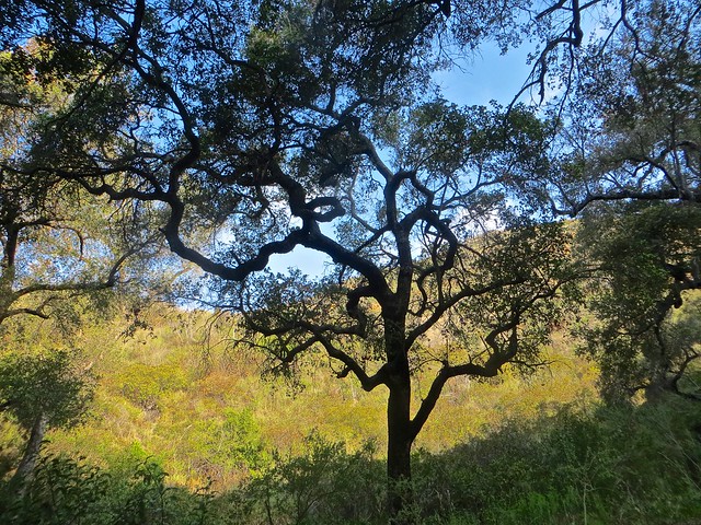 oak in solstice