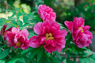 Peony in bloom