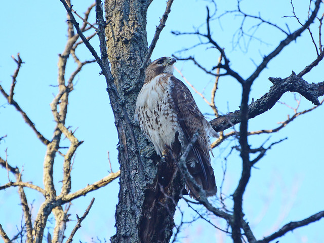New Cathedral Male Hawk - 9026