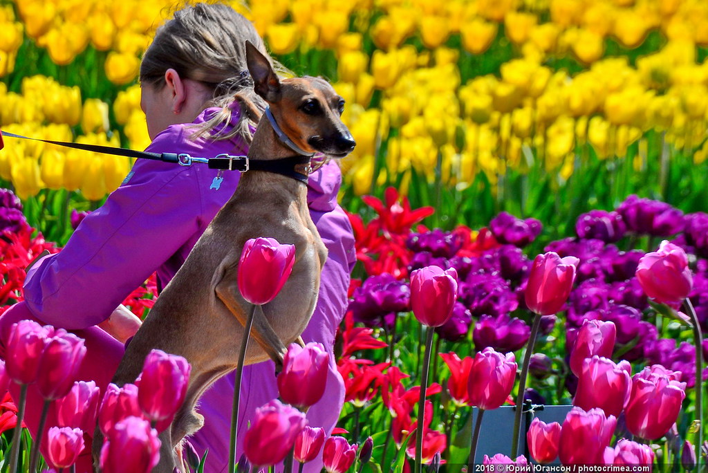 Тюльпаны сводят с ума! цветов, просто, огромное, Никитском, Спасибо, работникам, тюльпановое, безумие, Говорить, особо, можно, получаю, смотреть, собаки, удивлены, количеству, Больше, сайте, Читать, удовольствие