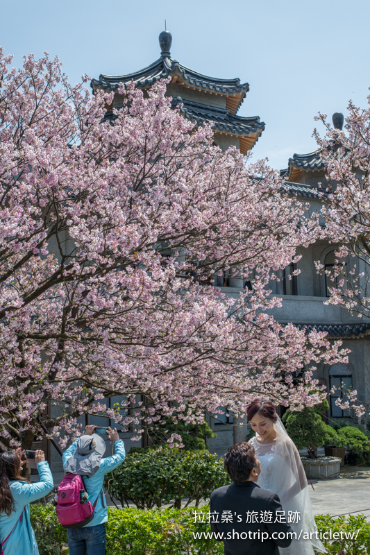 台北陽明山東方寺，盛開的粉紅櫻花搭上清幽建築，意境滿滿超好拍，春天賞櫻，可別錯過這兒