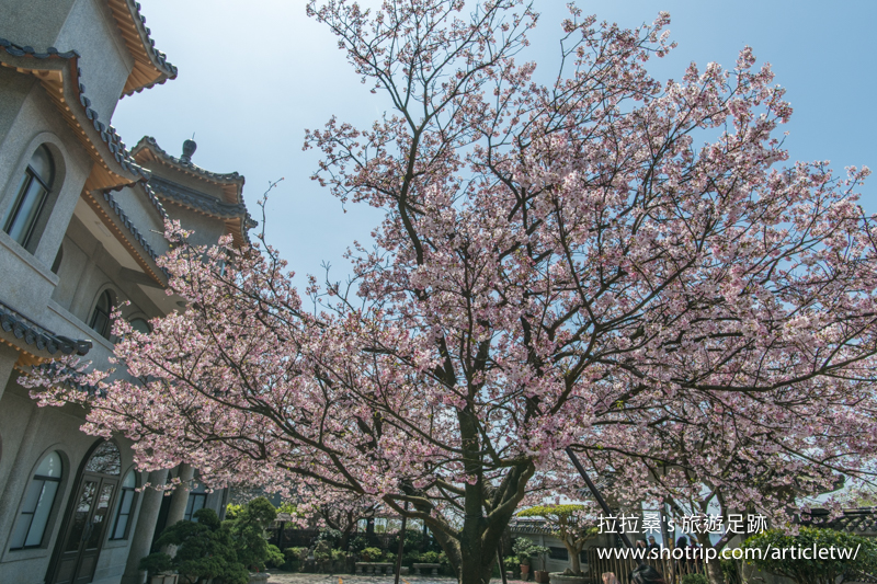 台北陽明山東方寺，盛開的粉紅櫻花搭上清幽建築，意境滿滿超好拍，春天賞櫻，可別錯過這兒