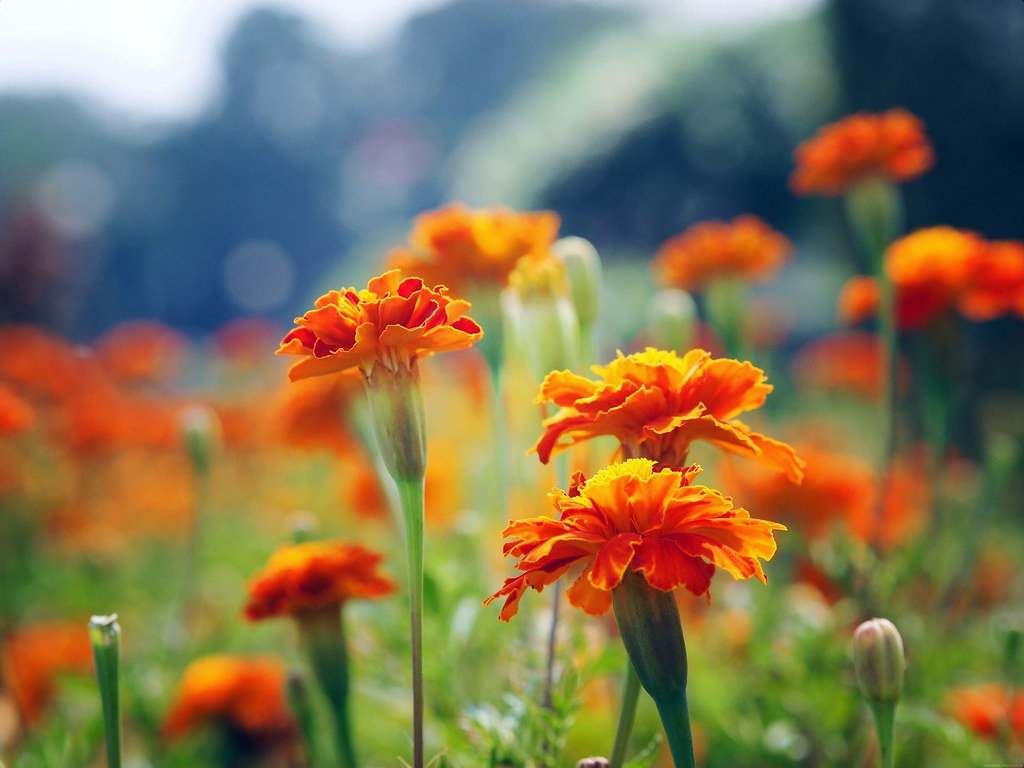 Pretty Orange Flowers Hanging Gardens of Mumbai 50mm Lens_effected
