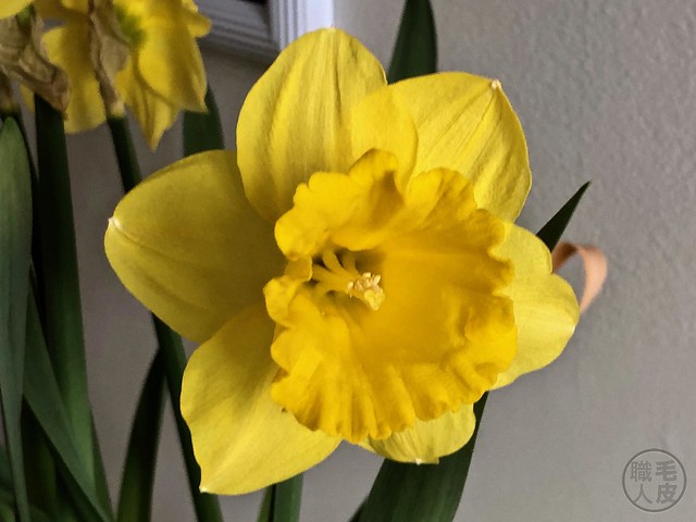 Jonquille / Narcissus