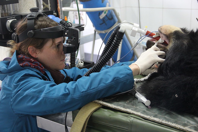 Emily Drayton checks moon bear Ginny's eyes