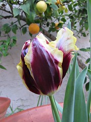 Maroon and yellow tulip