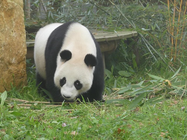 Großer Panda, Ouwehands Dierenpark Rhenen