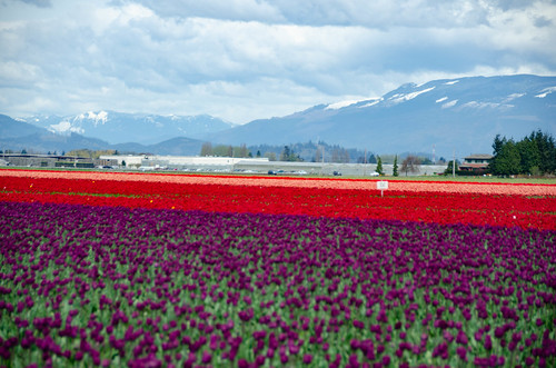 Skagit Valley Tulips-89