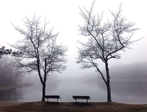 nature weather iphone apple tree trees sky fog plymouth lakewinfield ct