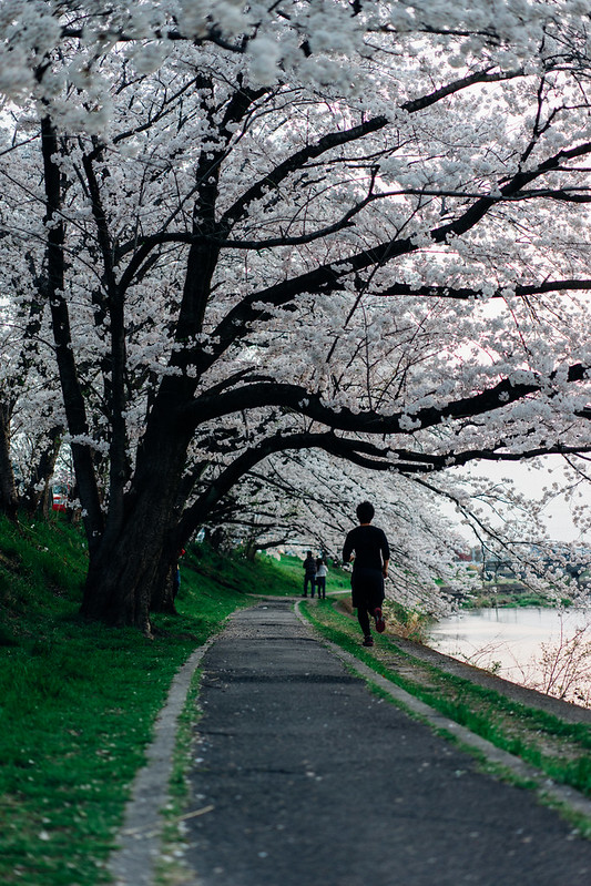CherryBlossoms_66