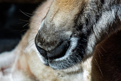 Kangaroo Nose