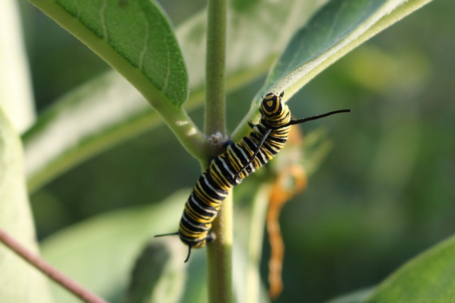 Large monarch caterpillar crawling up the stem of a common milkweed plant.