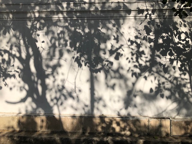 City Hangout - Watching Shadow Leaves, Kasturba Gandhi Marg