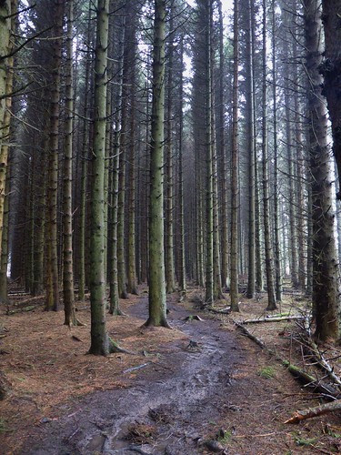 Cropton Forest