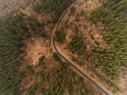 drone forest road trees aerial birdseye fromtheair hunsrueck germany europe