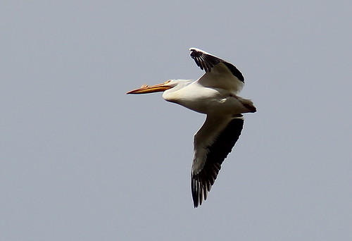 bird birdsoforegon pelican whitepelican americanwhitepelican pelecanuserythrorhynchos