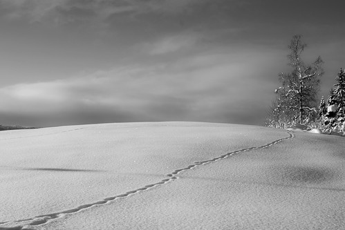 nature landscape blackwhite blackandwhite snow ice winter norway norwegen noruega norge europe scandinavia exposure expression scenic scenery explore hike trail track traces sun light shadows trees forest view countryside