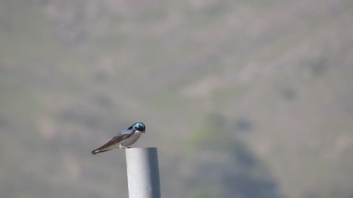 Tree Swallow (Tachycineta bicolor), San Luis Obispo, CA