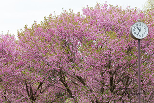 Row of double cherry blossom trees