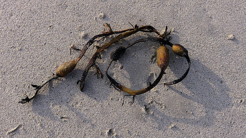 Seaweed on the sand at Gurteen Beach near Roundstone in Ireland