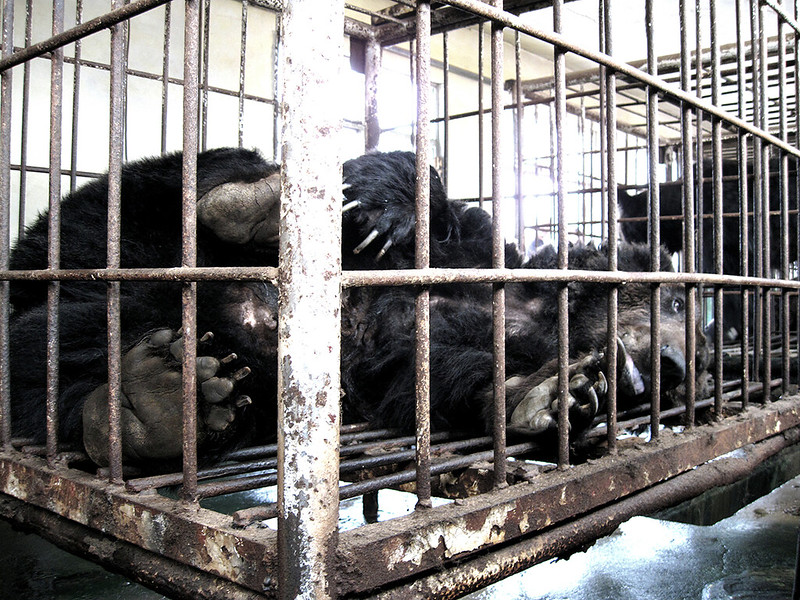 Oliver in cage, Shandong 2010