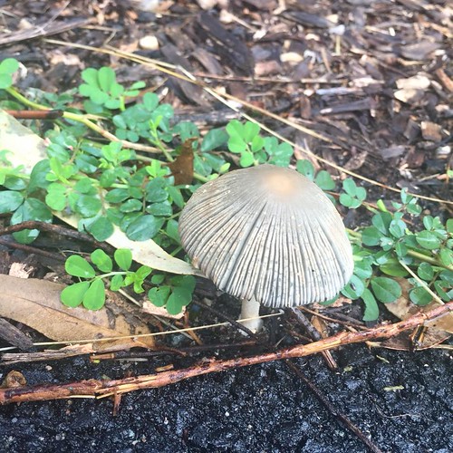 fanned mushroom