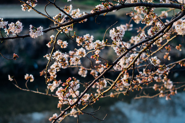 CherryBlossoms_04