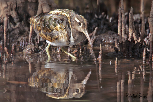 PAINTED-SNIPE // ROSTRATULA  BENGHALENSIS (24cm)