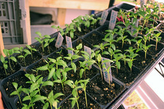 seedlings  IMG_7434