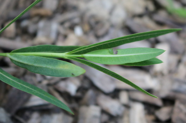 The underside of narrow milkweed leaves, one with a small chewed hole.