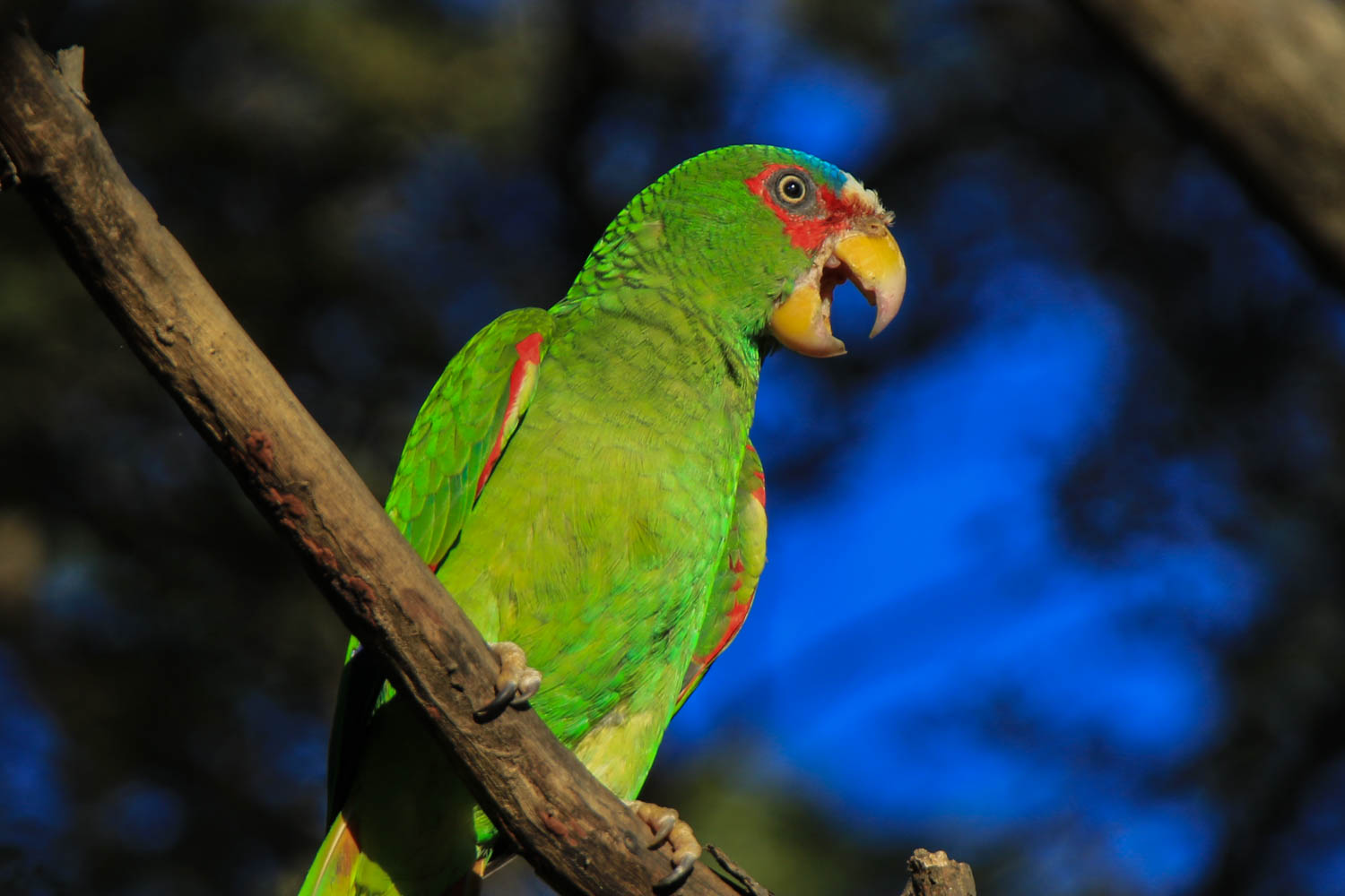 White-Fronted Parrot 5