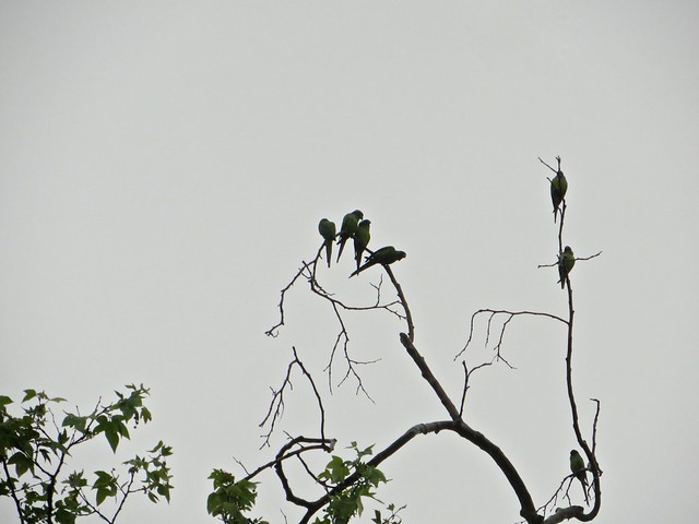 the rain and the wild parrots