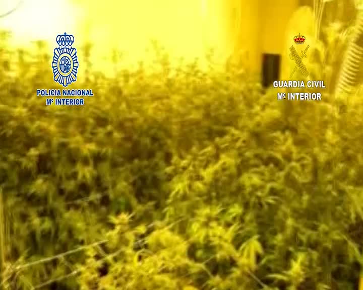 Desmanteladas dos plantaciones de cultivo indoor de marihuana en Zaragoza y Tarazona