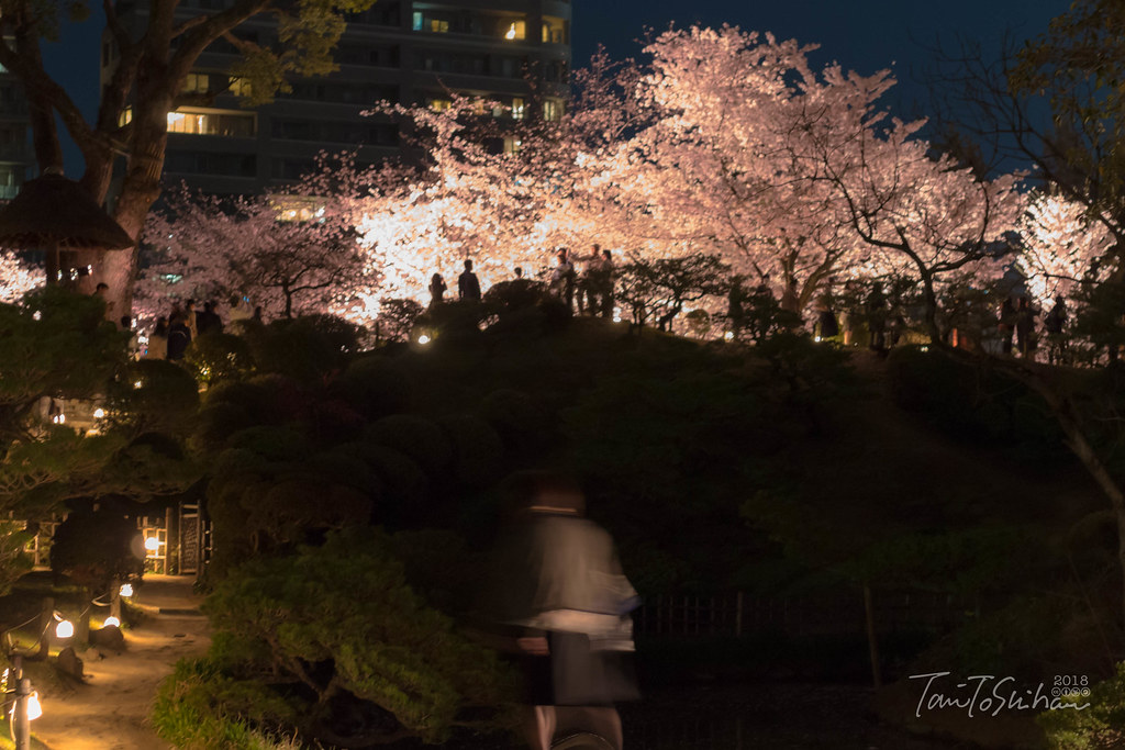 縮景園 夜桜特別開園 2018