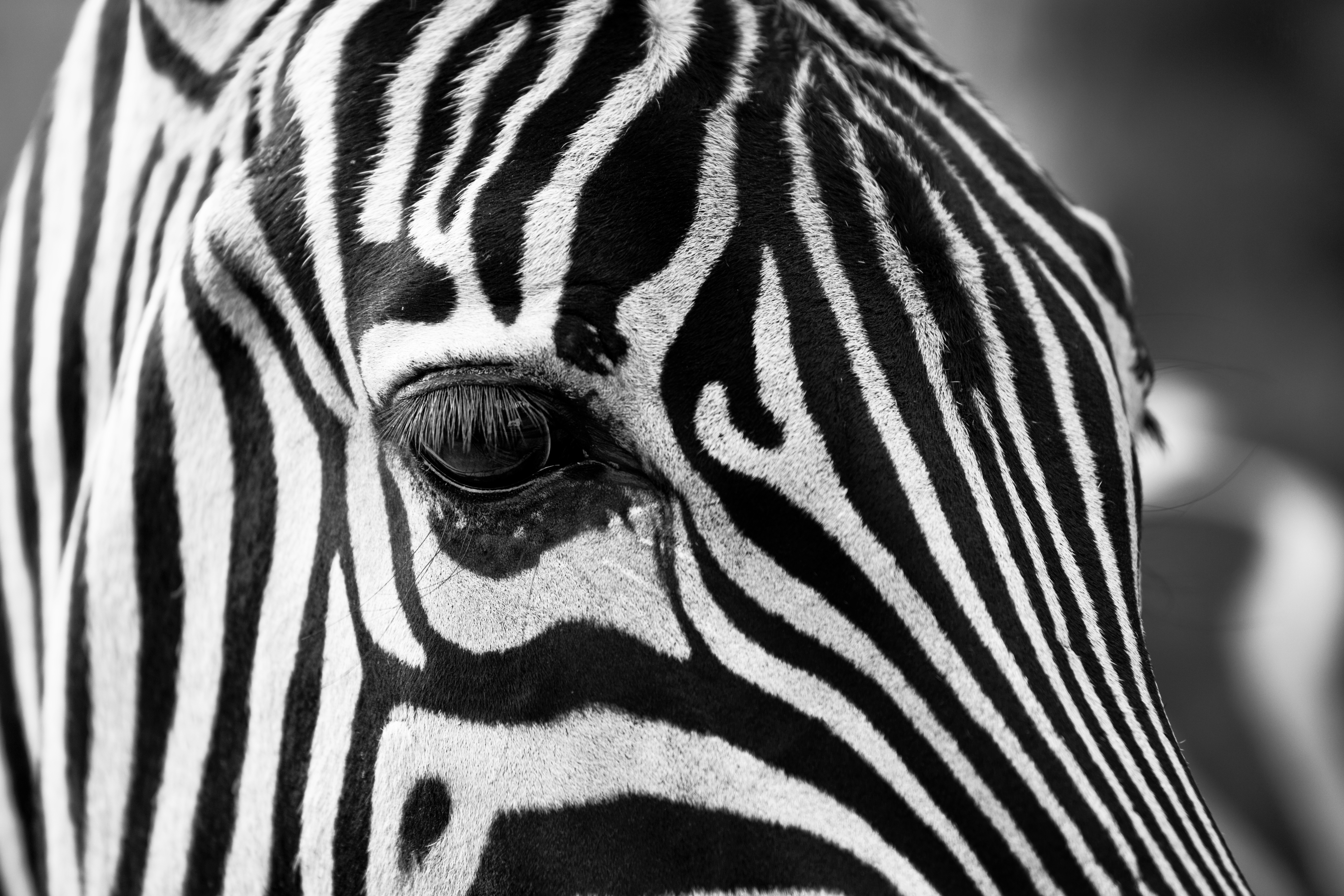 Zebra striping patterns are unique to each individual. Photo taken on November 1, 2014.