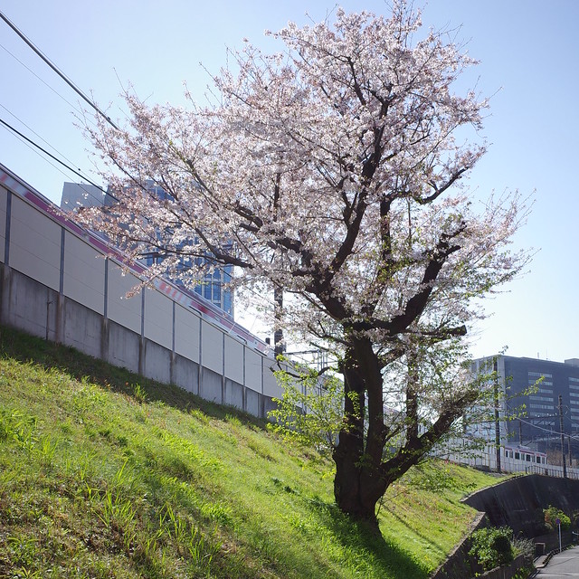 GS010486-桜