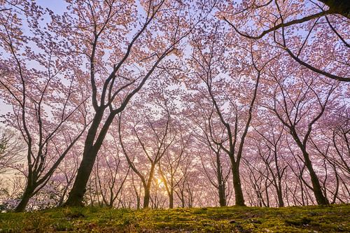 播磨中央公園,桜,朝日,α7RII,SEL1635Z