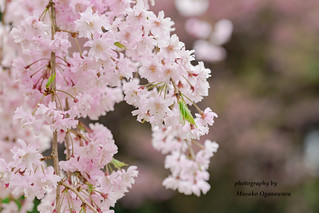 Row of Weeping cherry blossom tree